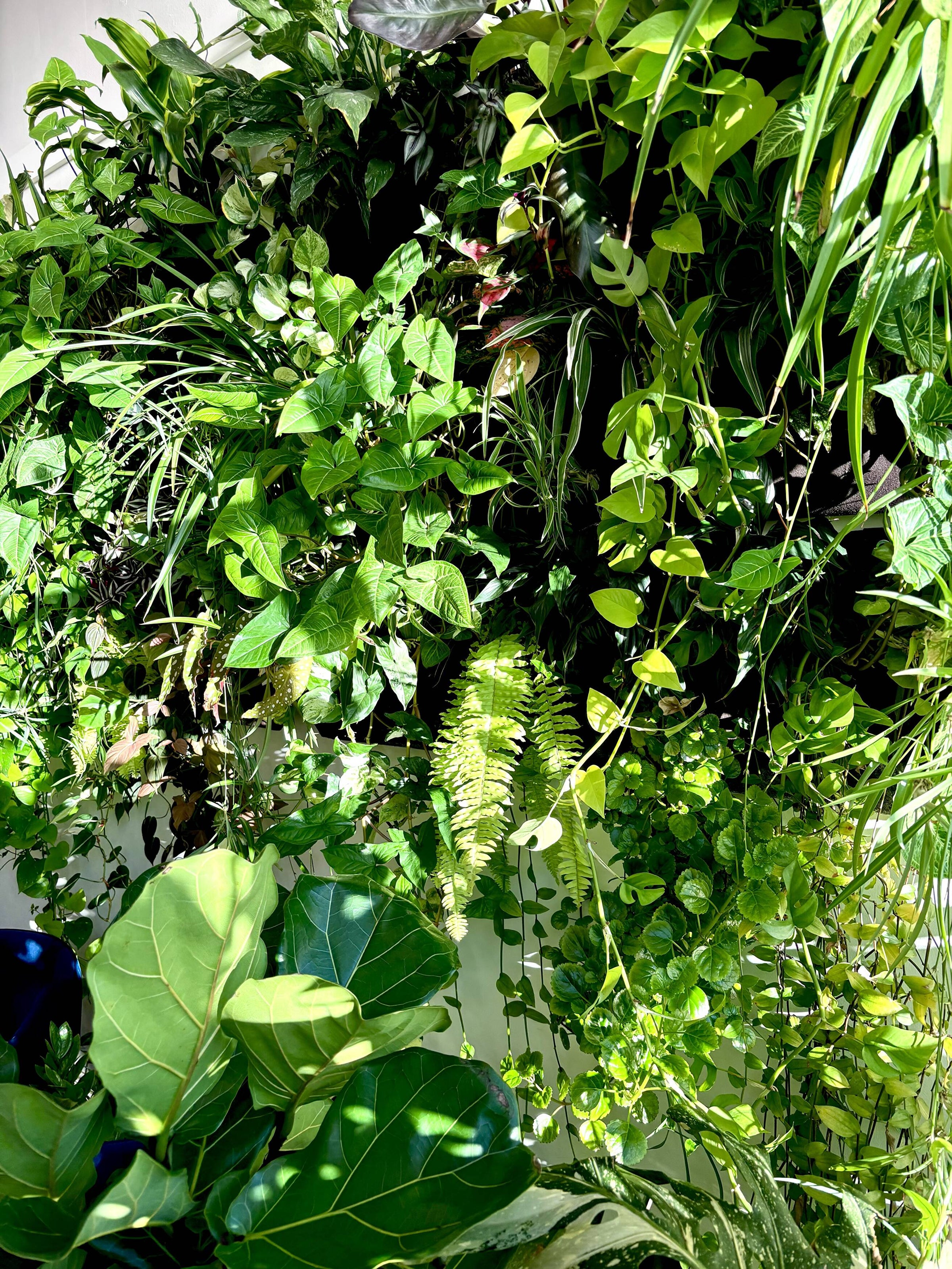 Home Green Space Plant Co.